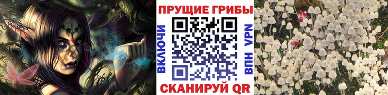 Псилоцибиновые грибы GOLDEN TEACHER  купить наркотик  Беломорск 